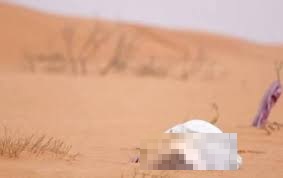 تسجيل ثالث حالة وفاة بسبب العطش خلال شهر في لعصابه